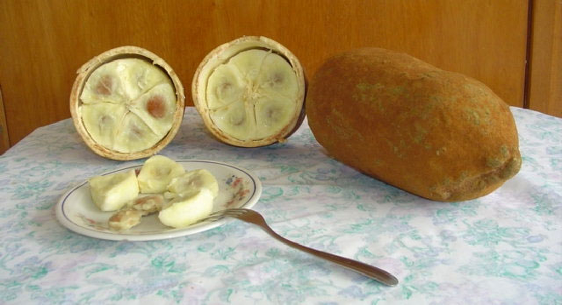 Cupuacu được tìm thấy chủ yếu trong rừng nhiệt đới hoang dã Amazon và trồng rộng rãi ở Peru. Quả Cupuacu khi chín có màu vàng, thơm vị cacao, được đánh giá là một trong những loại "siêu trái cây" vì hàm lượng dinh dưỡng cực kì cao.