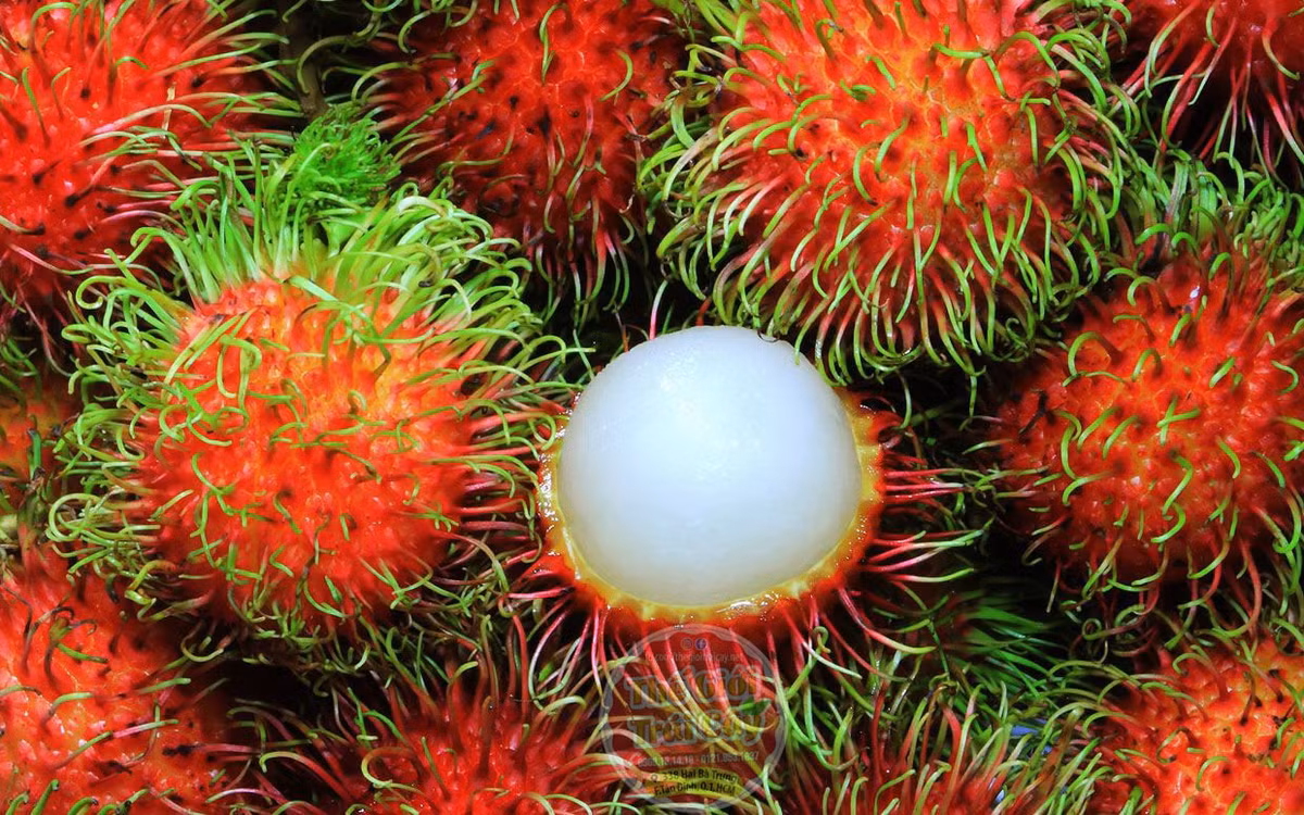 Chôm chôm có xuất xứ từ khu vực Đông Nam Á. Giống quả thuộc họ Sapindaceae, trái có lông bao kín bên ngoài, chuyển từ xanh sang đỏ khi chín, quả ăn có vị ngọt.