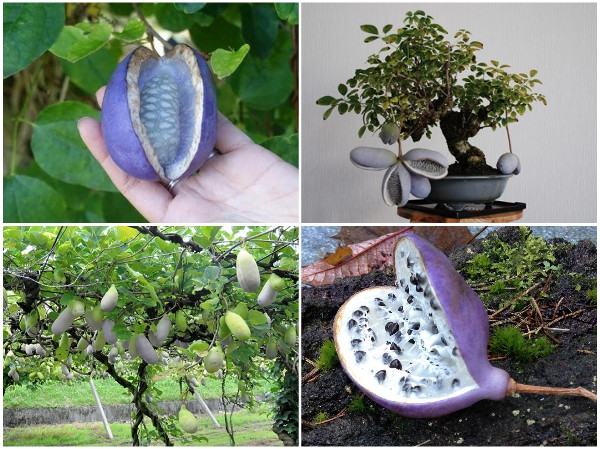 Quả Akebia rất phổ biến ở Nhật Bản, vị gần giống dâu rừng, thường được dùng trong các món tráng miệng. Ngoài ra, vỏ của quả Akebia cũng được sử dụng nhồi vào thịt để tạo hương vị.