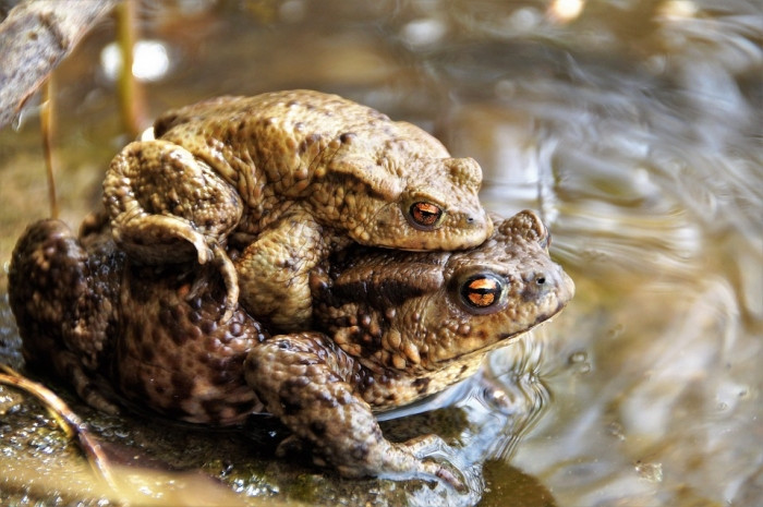 Nhóm nghiên cứu cũng phát hiện 48% ếch cái bị ếch đực leo lên lưng phát ra tiếng gầm gừ và tiếng rít the thé. Tiếng gầm gừ mô phỏng tiếng kêu mà ếch đực thường tạo ra để xua đuổi con đực khác.