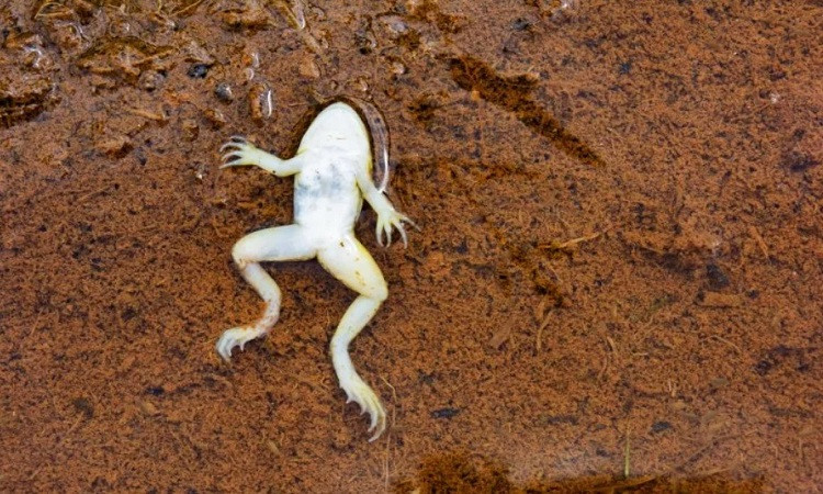 Theo nghiên cứu, 1/3 số ếch cái nằm bất động với tứ chi dang rộng trong khoảng hai phút sau khi bị ếch đực tóm trúng.