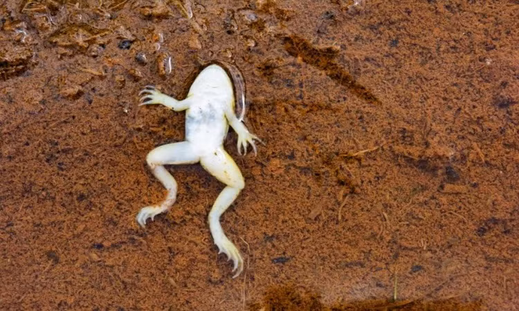 Theo nghiên cứu, 1/3 số ếch cái nằm bất động với tứ chi dang rộng trong khoảng hai phút sau khi bị ếch đực tóm trúng.