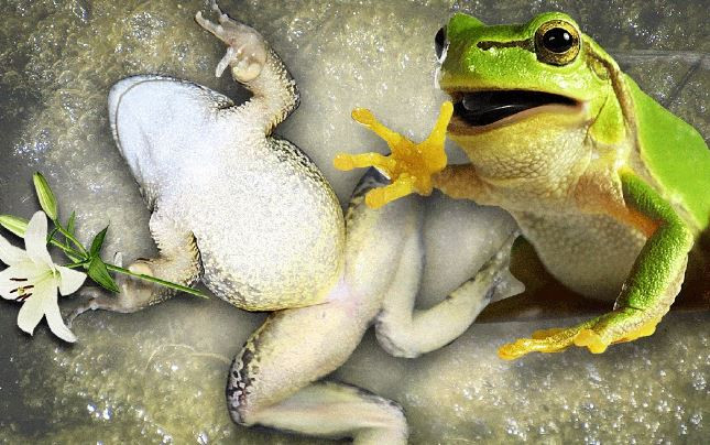 Trong số 54 con ếch cái bị ếch đực tiếp cận, 83% phản ứng bằng cách nằm ngửa lưng. Cách này khiến con đực ở dưới nước và buộc phải nhả ếch cái ra để tránh chết đuối.