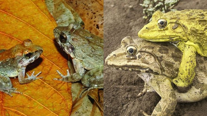 Các nhà nghiên cứu phát hiện ếch cái phát triển một số cách để tránh giao phối, bao gồm lăn lộn, kêu lẩm bẩm và thậm chí giả chết. Kết quả nghiên cứu được công bố trên tạp chí Royal Society Open Science.