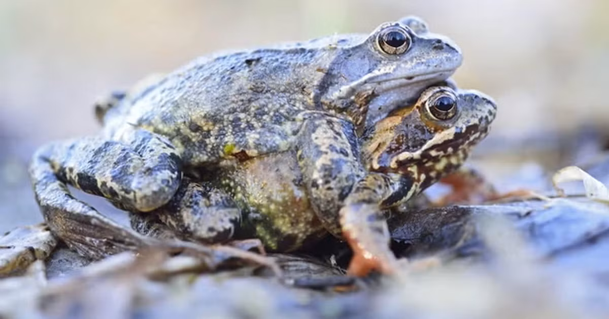 Chiến thuật giả chết để tránh con đực không mong muốn xuất hiện ở nhiều loài động vật khác, chứ không chỉ riêng với ếch.