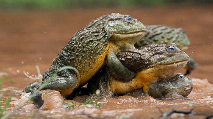 Số lượng ếch đực thường đông hơn so với ếch cái. Thậm chí, có khi 6 con đực hoặc nhiều hơn có thể cạnh tranh nhau để leo lên lưng ếch cái cùng một lúc.