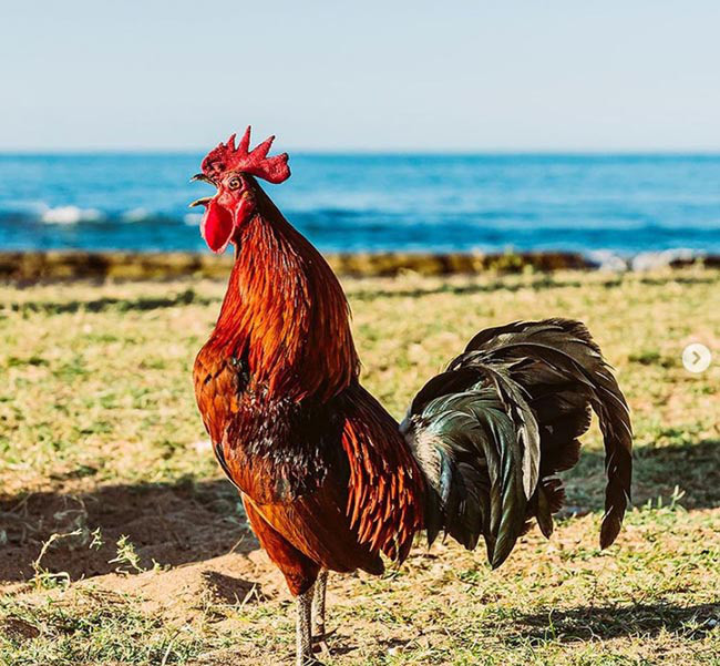 Theo tính toán, hiện số lượng gà đã gấp tới 6 lần số dân trên đảo. Việc hàng nghìn con gà cùng gáy sáng có thể coi là nỗi ám ảnh đối với người dân.