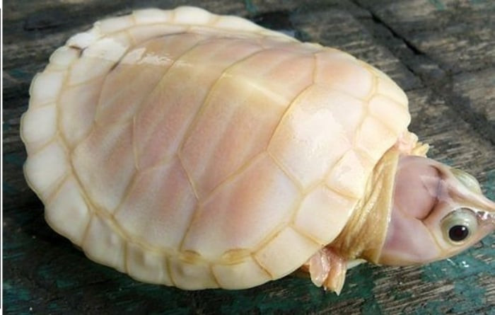 Bạch tạng là thuật ngữ dùng chung cho các chứng bẩm sinh do rối loạn quá trình sinh tổng hợp sắc tố melanin, làm cho lớp vỏ, da, lông, mắt… của động vật có màu nhạt.