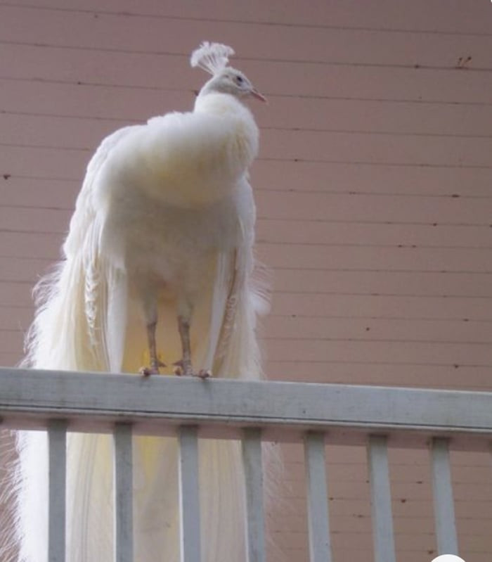 Một chú công bạch tạng mang vẻ đẹp lộng lẫy mà kỳ dị.