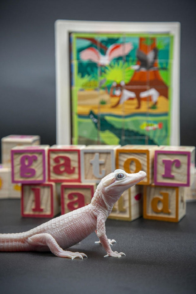 Cá sấu bạch tạng là biến thể di truyền hiếm nhất của cá sấu Mỹ. Chúng được sinh ra từ cá sấu mẹ có màu da bình thường. Với màu da bạch tạng, chú cá sấu con này nhạy cảm với ánh sáng mặt trời trực tiếp và có thể dễ dàng bị cháy nắng.