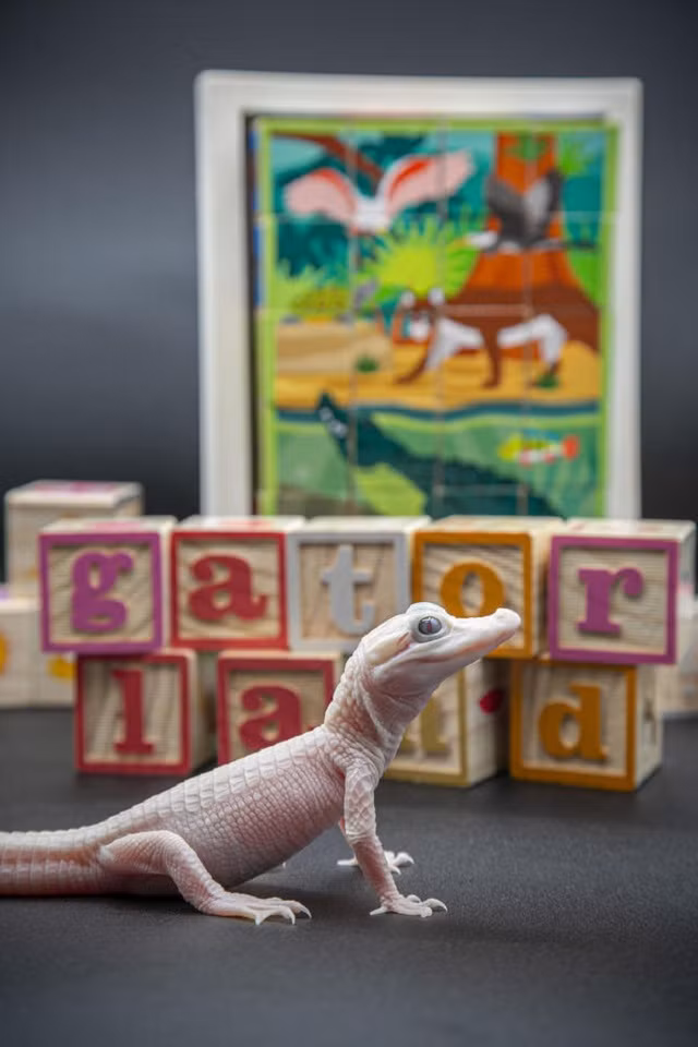 Cá sấu bạch tạng là biến thể di truyền hiếm nhất của cá sấu Mỹ. Chúng được sinh ra từ cá sấu mẹ có màu da bình thường. Với màu da bạch tạng, chú cá sấu con này nhạy cảm với ánh sáng mặt trời trực tiếp và có thể dễ dàng bị cháy nắng.