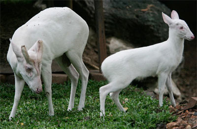 Con hươu bạch tạng mới được 1 tháng tuổi đang nhảy nhót cạnh đồng loại của mình tại vườn thú Dusit, Bangkok, Thái Lan vào năm 2007.