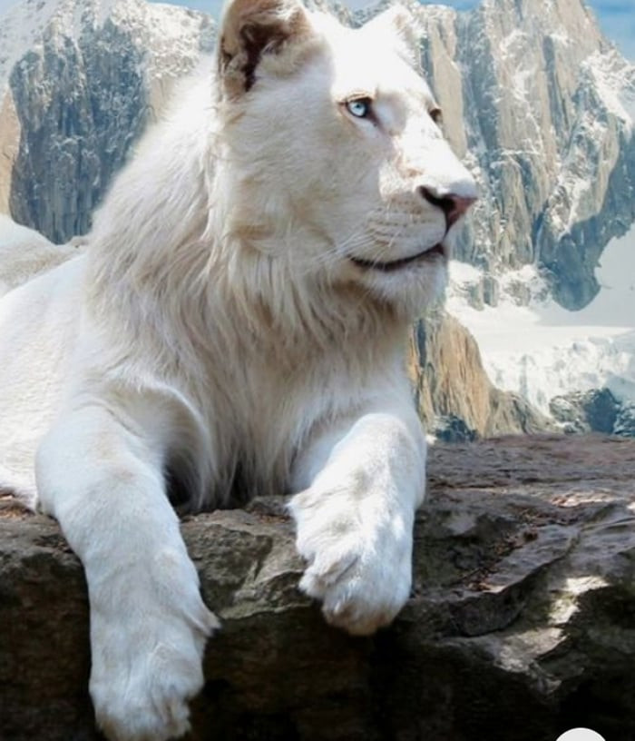 Ngoài cá sấu, trong tự nhiên, các loài động vật cũng đều có những cá thể bị bạch tạng.