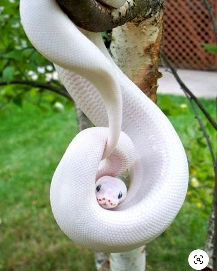 Chú rắn bạch tạng. Với màu sắc này, chú thật khó ngụy trang.