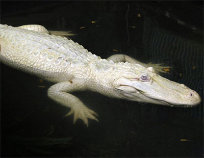 Còn đây là con cá sấu bạch tạng tên là Kim cương Trắng trong một hồ bơi tại công viên Safari ở Đức. Theo thống kê, hiện có khoảng 100 con cá sấu bạch tạng còn sống trên thế giới.