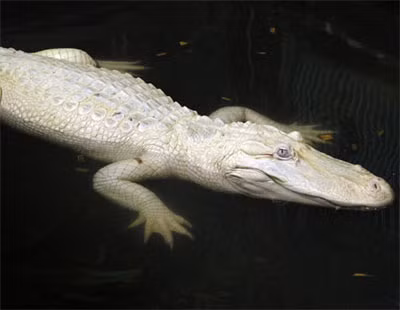 Còn đây là con cá sấu bạch tạng tên là Kim cương Trắng trong một hồ bơi tại công viên Safari ở Đức. Theo thống kê, hiện có khoảng 100 con cá sấu bạch tạng còn sống trên thế giới.