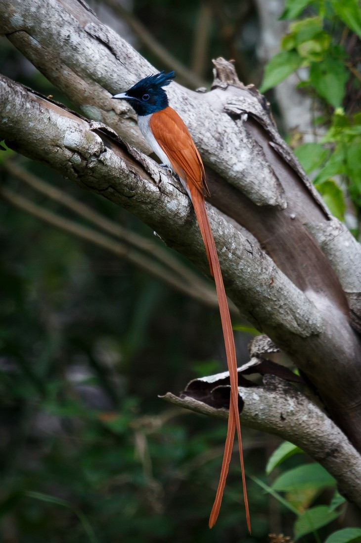 Điểm đặc trưng là chiếc đuôi rất dài. Đây cũng là bộ phận làm nên vẻ đẹp quyến rũ rất riêng của loài chim thiên đường.