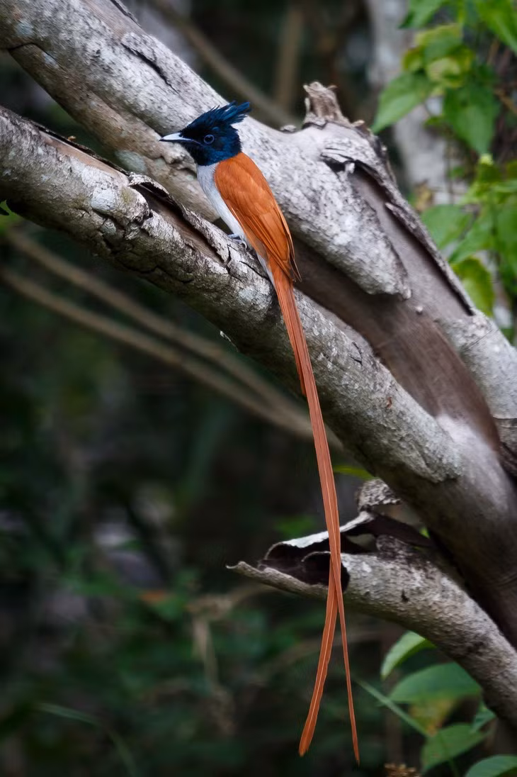 Điểm đặc trưng là chiếc đuôi rất dài. Đây cũng là bộ phận làm nên vẻ đẹp quyến rũ rất riêng của loài chim thiên đường.