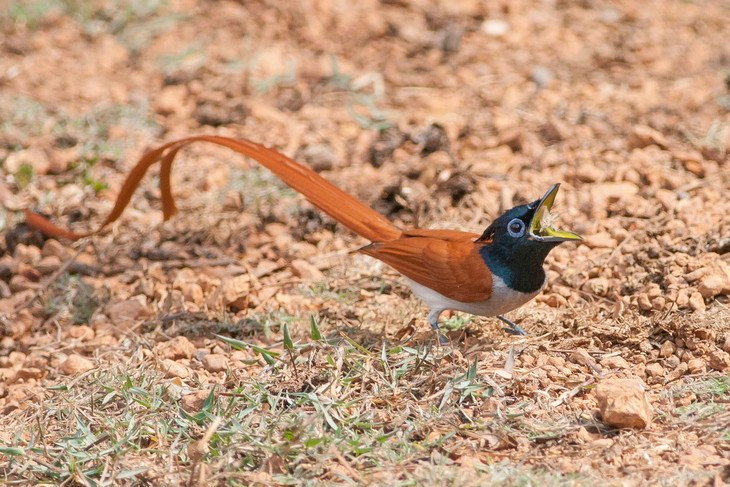 Các cá thể trưởng thành của chim thiên đường đuôi phướn dài 20-24 cm. Riêng con trống có đuôi dài đến 27 cm. Ảnh: Rahul Alvares.