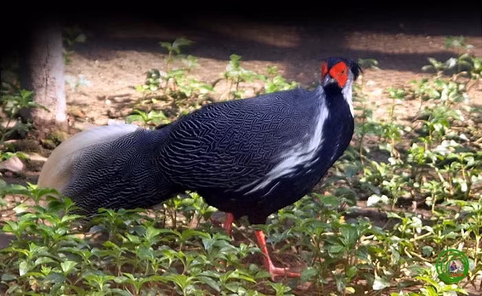 Một số giống gà rừng được liệt kê trong sách đỏ Việt Nam như gà lôi hồng tía, gà lôi lam mào trắng hay các loài gà đặc hữu như gà lôi vằn, có kích thước nhỏ hơn gà lôi giống nhập ngoại, đều được săn đón mặc dù có giá đắt và hiếm hơn rất nhiều.