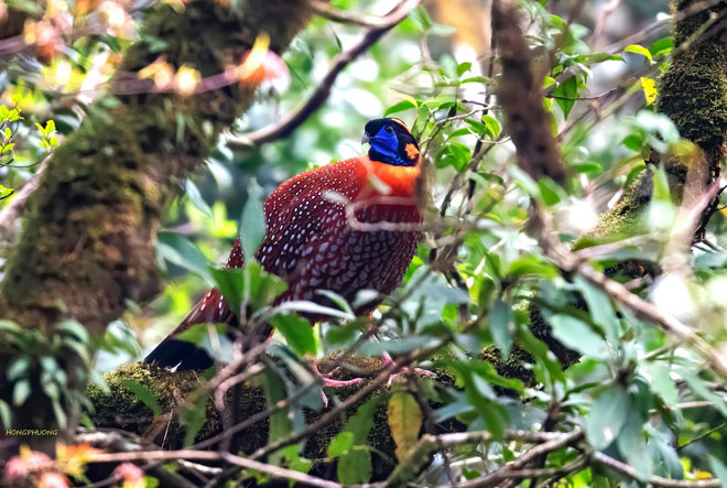 Những con gà rừng mới bẫy chưa được thuần hóa thì có giá cao hơn, thường là 1,2 triệu đồng/một con mái và 1,5 triệu đồng/một con trống