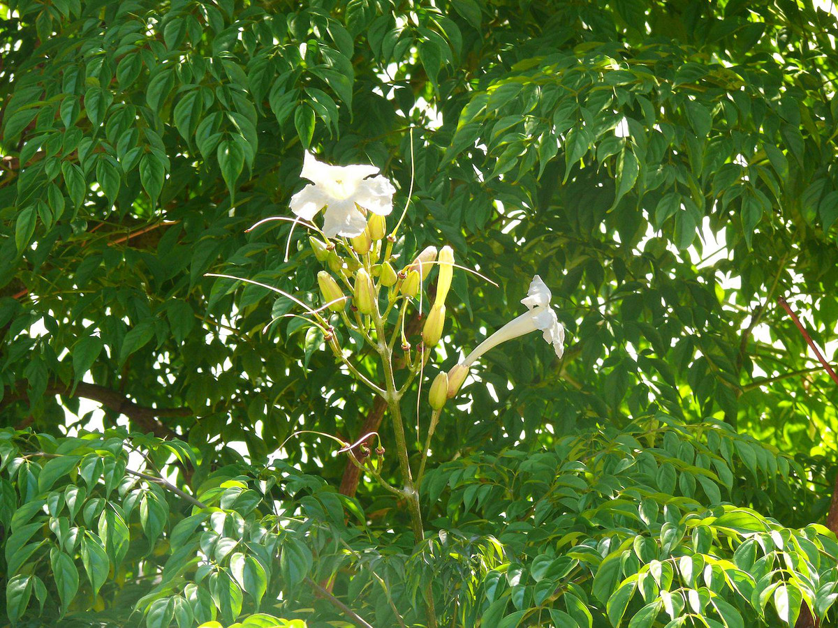 Cây hạnh phúc được ưa chuộng trồng làm cảnh bởi lá xanh dầy, bóng bẩy rất đẹp, đặc biệt cái tên "hạnh phúc" đem lại nhiều ước vọng về sự may mắn, hạnh phúc, an vui.