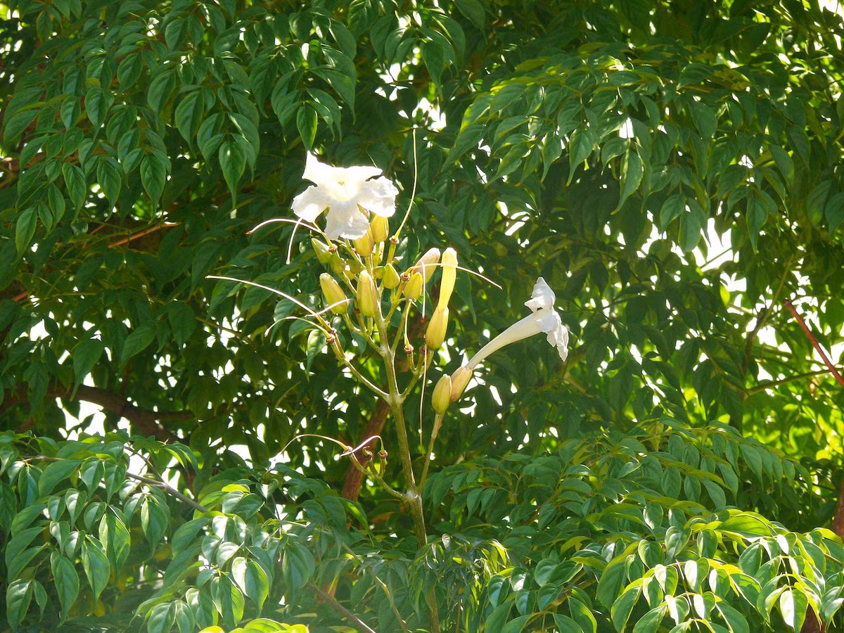 Cây hạnh phúc được ưa chuộng trồng làm cảnh bởi lá xanh dầy, bóng bẩy rất đẹp, đặc biệt cái tên "hạnh phúc" đem lại nhiều ước vọng về sự may mắn, hạnh phúc, an vui.