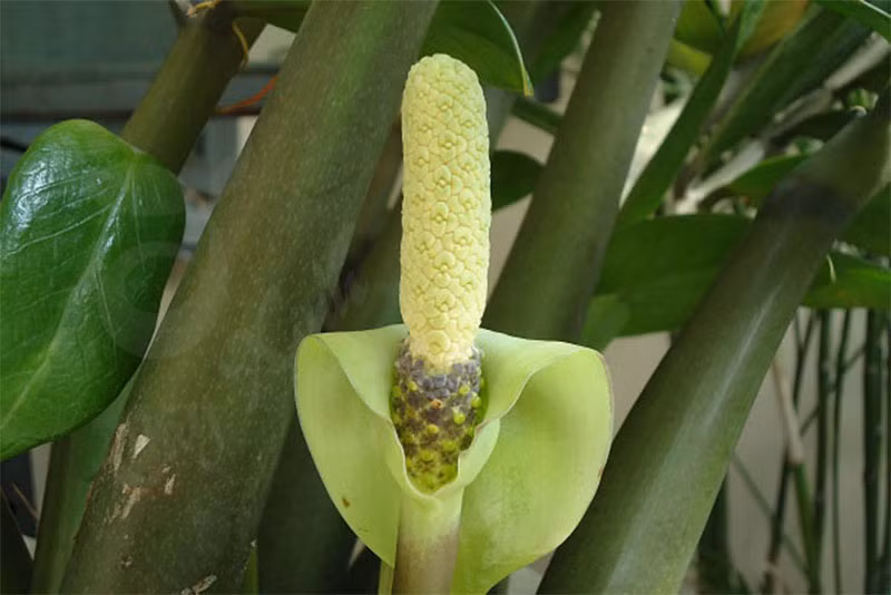 Hoa kim tiền có hình trụ dài, mọc từ gốc lên, trên hoa có các nếp uốn lượn như hoa văn, nhìn không bắt mắt lắm.