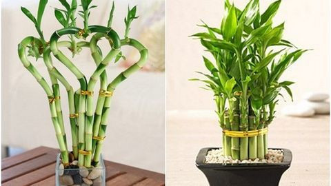 Cây phát tài phát lộc hay còn được gọi là cây trúc phát tài, trúc phú quý, lucky bamboo,... Loại cây này được trồng nhiều trong nhà bởi mang lại nhiều ý nghĩa phong thủy.