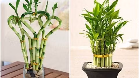 Cây phát tài phát lộc hay còn được gọi là cây trúc phát tài, trúc phú quý, lucky bamboo,... Loại cây này được trồng nhiều trong nhà bởi mang lại nhiều ý nghĩa phong thủy.