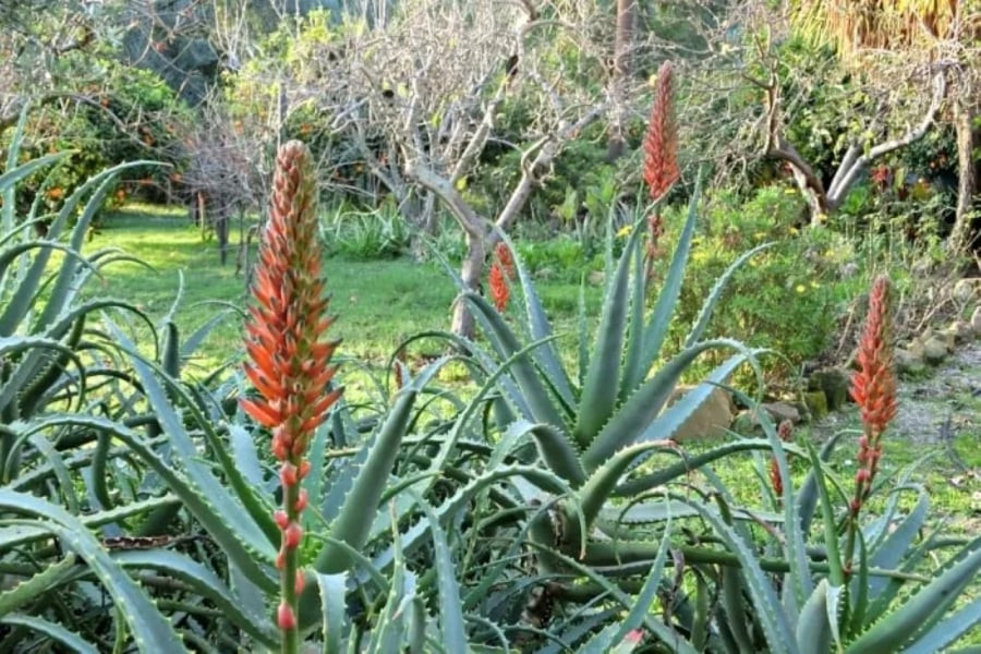 Theo quan niệm, khi cây lô hội nở hoa là báo điềm lành sắp đến, gia chủ có thể cất bỏ những muộn phiền để đón tài lộc, an vui.