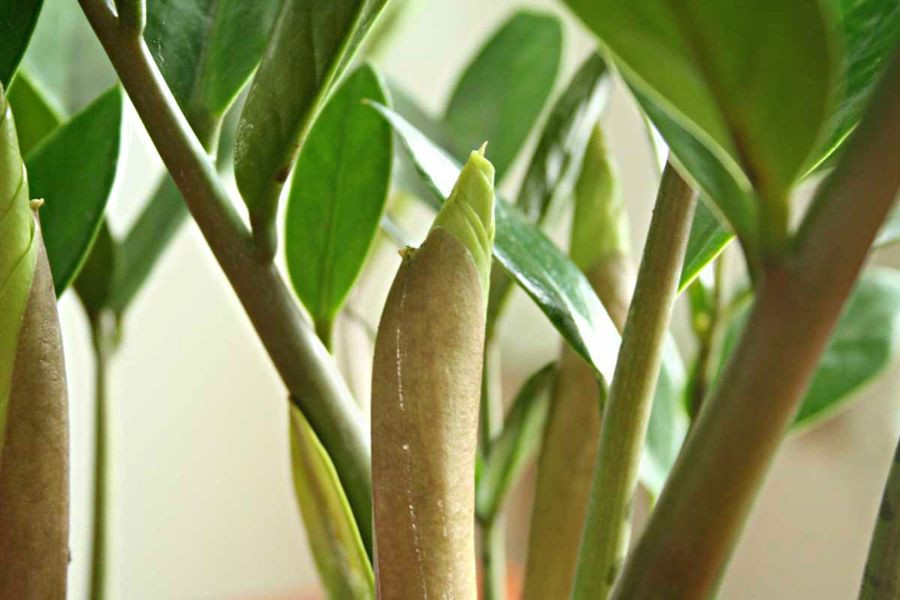 Hoa kim tiền. Đây là loại cây thường được trồng làm cảnh. Tuy nhiên, không phải ai cũng biết hoa kim tiền trông như thế nào.