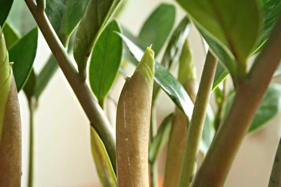 Hoa kim tiền. Đây là loại cây thường được trồng làm cảnh. Tuy nhiên, không phải ai cũng biết hoa kim tiền trông như thế nào.