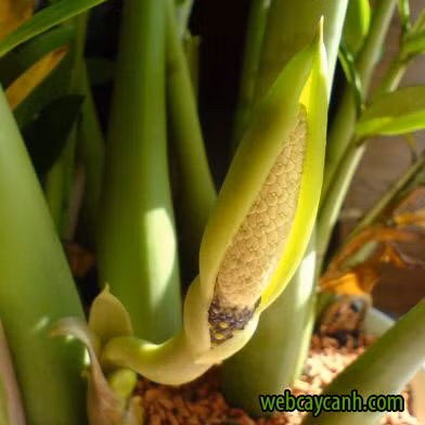 Thế nhưng, đây là loại hoa được quan niệm sẽ đem tới điềm lành cho gia chủ, tài lộc chuẩn bị như nước đổ về, tiền tiêu rủng rỉnh không hết.