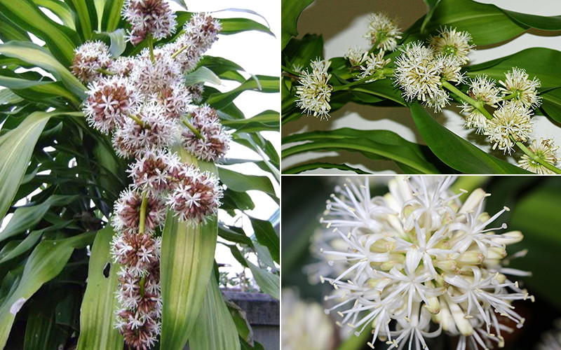 Theo quan niệm, mỗi khi thiết mộc lan nở sẽ đem đến may mắn và tài lộc về cho gia chủ, xua đuổi những điều không may mắn, xui xẻo trong thời gian qua.