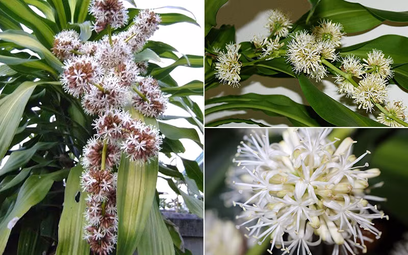 Theo quan niệm, mỗi khi thiết mộc lan nở sẽ đem đến may mắn và tài lộc về cho gia chủ, xua đuổi những điều không may mắn, xui xẻo trong thời gian qua.