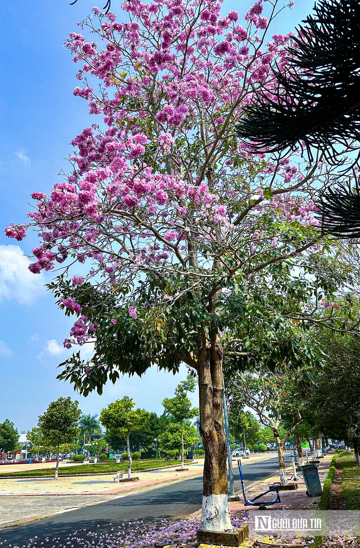 Mê đắm kèn hồng khoe sắc trên cung đường Bảo Lộc Me dam ken hong khoe sac tren cung duong Bao Loc