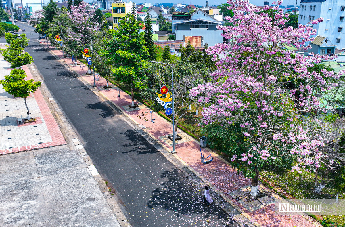 Mê đắm kèn hồng khoe sắc trên cung đường Bảo Lộc - Hình 2 Me dam ken hong khoe sac tren cung duong Bao Loc-Hinh-2
