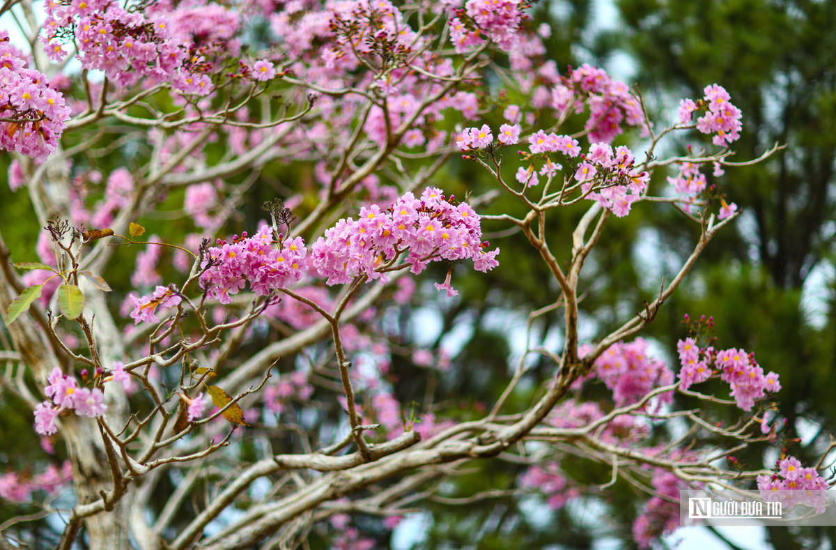Hoa có hình chuông, mọc thành từng chùm 5 - 7 bông. Sau khi nở khoảng 1 tuần thì loài hoa này sẽ rụng dệt thành những thảm hoa màu hồng phấn dưới gốc cây.
