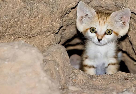 Kỹ năng tấn công phải nói là cực nhanh, tấn công chính xác, làm giảm nguy cơ bị rắn độc phản công.