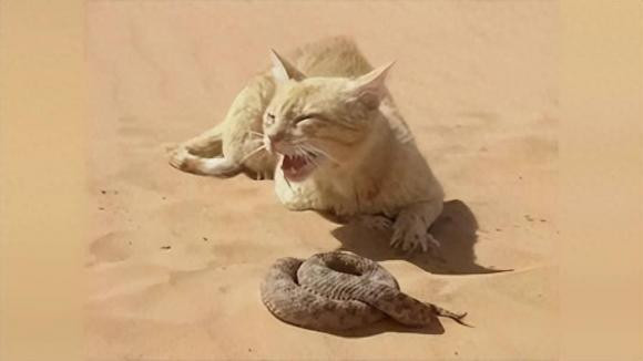 Điều này xuất phát từ sự khắc nghiệt của điều kiện sống ở sa mạc, thức ăn khan hiếm, chỉ có rắn độc là nhiều, để tồn tại, không còn lựa chọn nào khác, muốn tồn tại, loài mèo này phải ăn rắn độc.