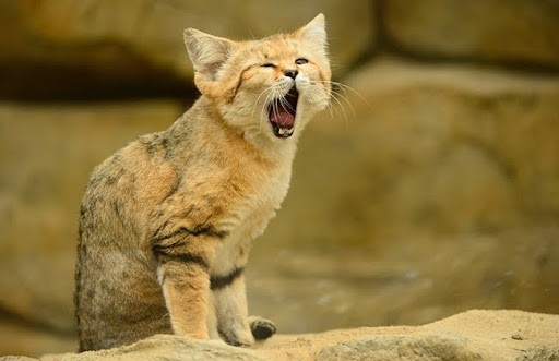 Tốc độ và sự nhanh nhẹn này cho phép mèo sa mạc bắt được rắn độc mà không sợ bị trả thù, ngược lại có bữa ăn ngon, giàu dinh dưỡng trong điều kiện sa mạc thật khắc nghiệt.