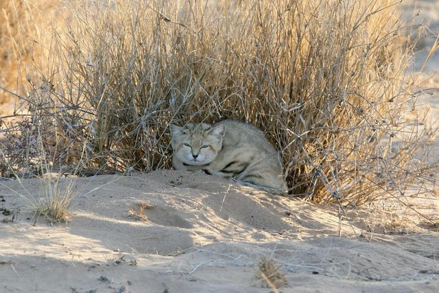 Kháng thể đặc biệt trong cơ thể mèo sa mạc làm giảm tổn thương cho các mô cơ thể. Hệ thống miễn dịch mạnh mẽ này cho phép mèo sa mạc ăn rắn độc một cách an toàn.