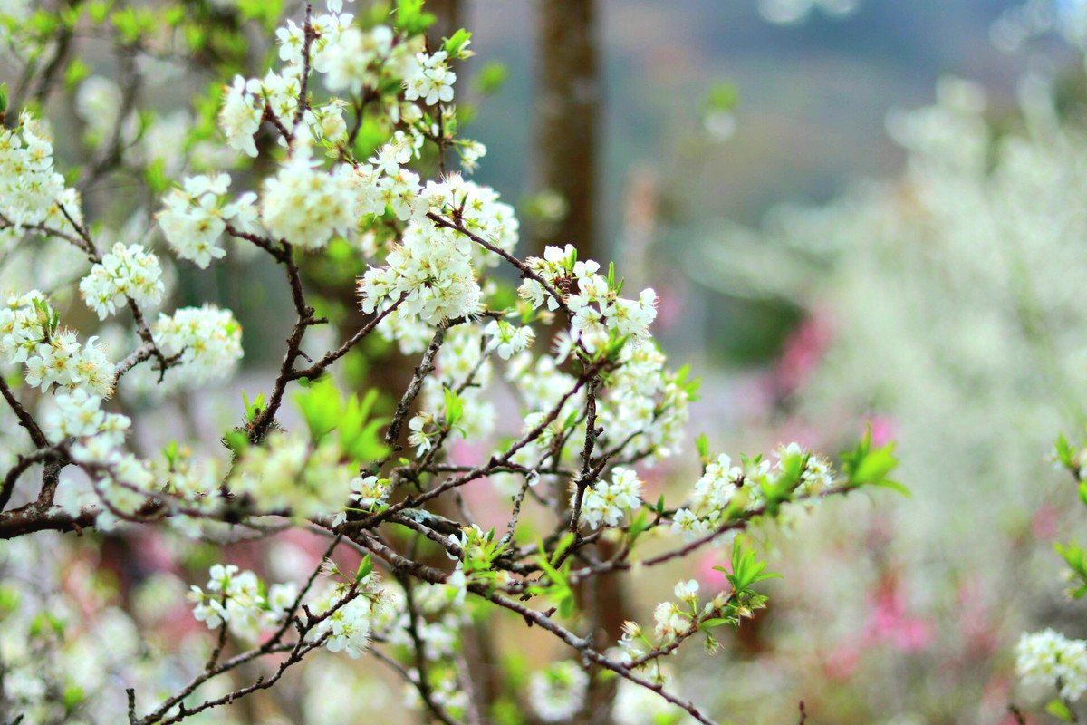 "Hà Giang mùa nào cũng đẹp nhưng đẹp nhất vào mùa xuân vì đây là mùa của các loài hoa đua nở. Chúng tôi năm nào cũng lên đây để ngắm hoa và lưu giữ cho mình những kỉ niệm đẹp", chị Thanh Hương, du khách đến từ Hà Nội nói.