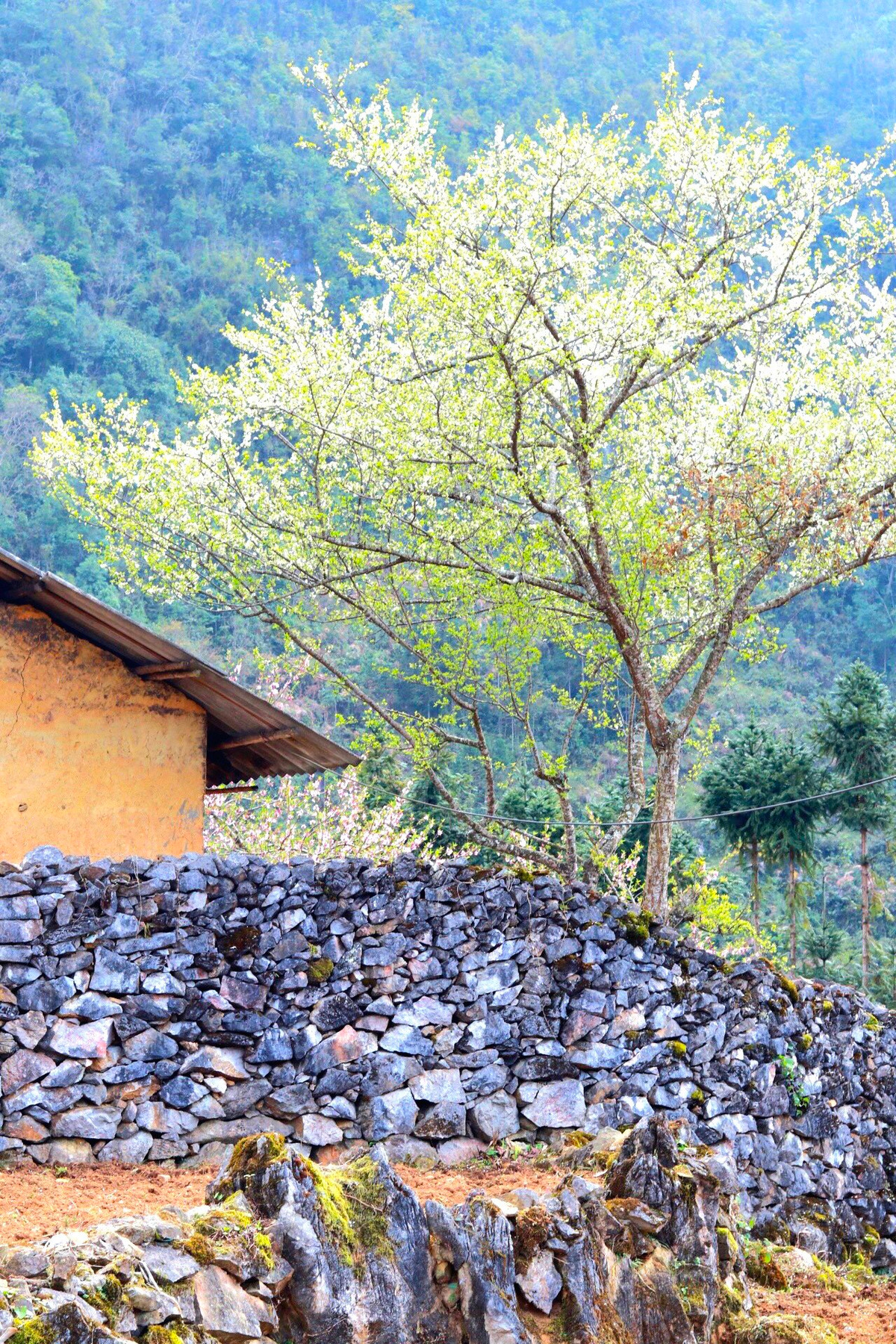 Những hàng rào đá như được tô điểm thêm bởi vẻ đẹp của các loài hoa.