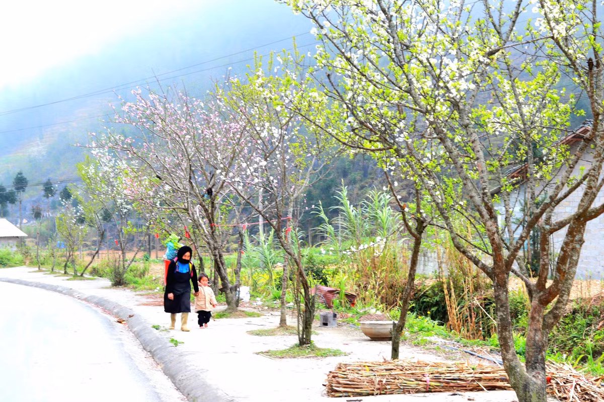 Những cây đào, cây mận bung hoa sau kỳ ngủ đông.