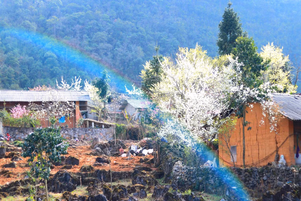 Giữa không gian núi đá trập trùng, những loài hoa như đang tô điểm thêm vẻ đẹp của Hà Giang.