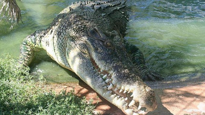 Tuy nhiên, những chiếc răng đó không được thiết kế để nhai, vì vậy cá sấu nước mặn thường nuốt chửng toàn bộ con mồi.