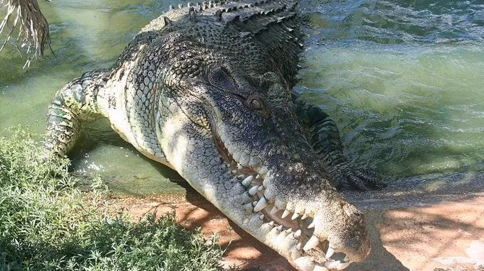 Tuy nhiên, những chiếc răng đó không được thiết kế để nhai, vì vậy cá sấu nước mặn thường nuốt chửng toàn bộ con mồi.