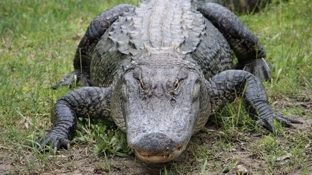 Cá sấu nước mặn được mô tả là "dễ bị tổn thương" trong Danh sách đỏ của IUCN, nêu bật sự cần thiết của các nỗ lực bảo tồn để đảm bảo sự tồn tại liên tục của chúng.